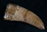 Large Nanotyrannus Tooth - #7530-1